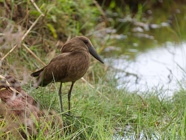 <h3><a href="/trips/tanzania/biota/animalia/chordata/aves/015 pelecaniformes/003 scopidae/scopus umbretta/scopus umbretta-nl.html">Scopus&nbsp;umbretta</a> / Hamerkop / Hamerkop</h3>OM-1 Mark II met OLYMPUS M.150-400mm F4.5, 1/2000 sec  bij F4.5, ISO 2000, afstand 14.3&nbsp;m